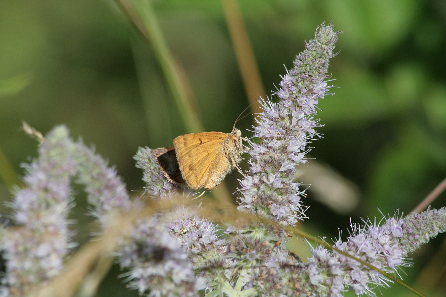 Falena diurna - Euclidia (Euclidia) glyphica